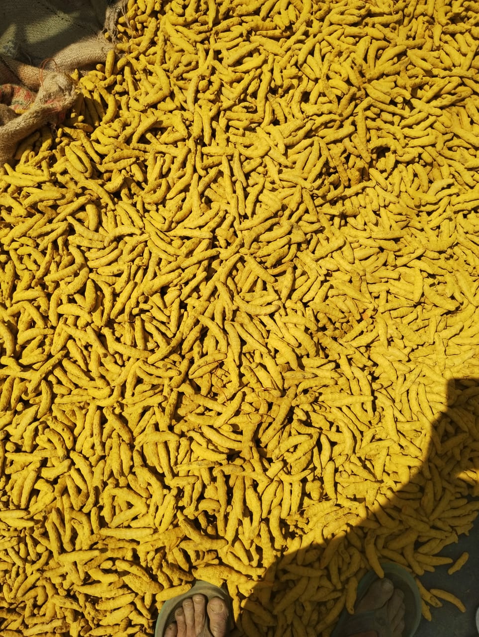 High Curcumin Turmeric Sourcing